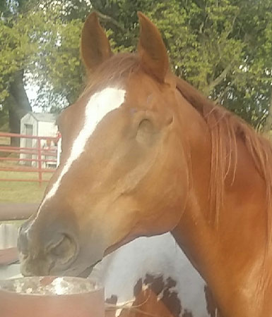 Binks Equine therapy horse - Binks