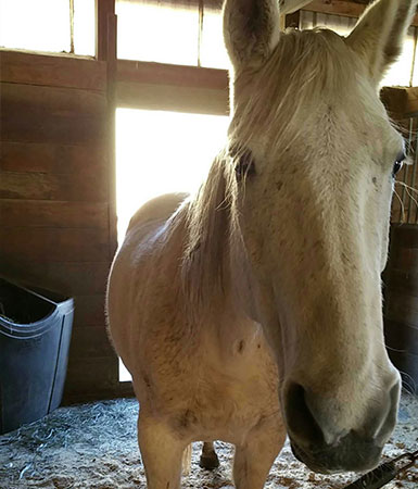 Equine therapy horse - Quita