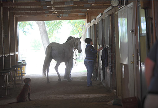 Horse boarding brushing horse