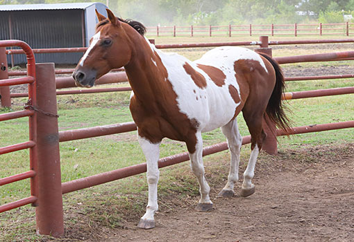 Spotted horse
