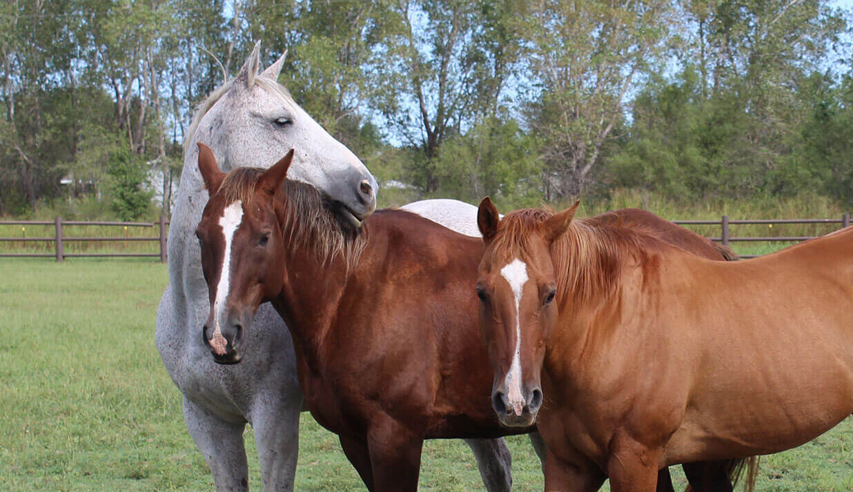 Three Horses Standing by Water Trough