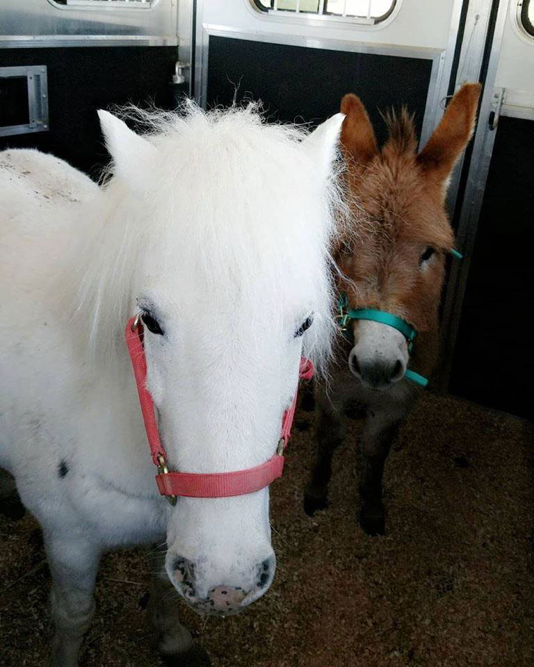 Equine therapy for youth Therapy horse with children