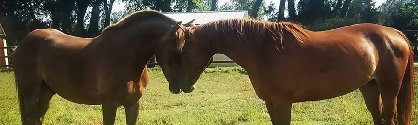 Blue Sky Ranch, Haysville KS equine therapist with horse